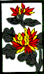 chrysanthemum - 1